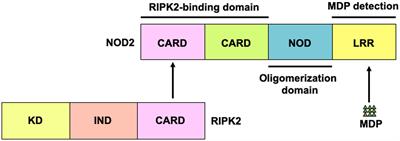 NOD2-mediated dual negative regulation of inflammatory responses triggered by TLRs in the gastrointestinal tract